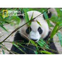 Пазл Prime 3D Большая панда 10071