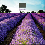 Весы напольные Homestar HS-6001G